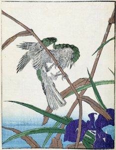 Vogel auf einem Baum. Japanische Zeichnung von Kitao Kosuisai von Kitao Shigemasa