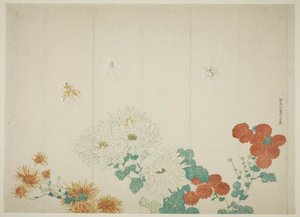 Drei Arten von Chrysanthemen von Kitao Shigemasa