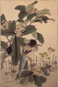 Blaugeschwänzte Vögel unter den Blüten aus Bunrei Kacho Gafu, veröffentlicht 1885 von Kono Bairei