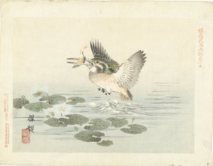 Eisvogel