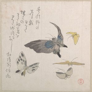 Schmetterlinge von Kubo Shunman