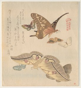 Schmetterlinge und Motten, aus der Serie A Flock of Butterflies (Gunchō Gafu) von Kubo Shunman