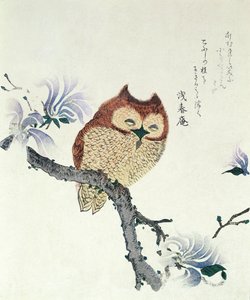 Eule auf einem Magnolienzweig von Kubo Shunman