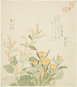 Die Gemeine Ringelblume und Die Rajoman-Blumen