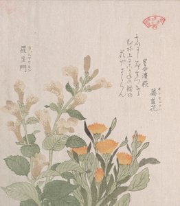 Die Gemeine Ringelblume und Die Rajoman-Blumen von Kubo Shunman