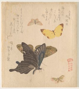 Das Malhandbuch der Schmetterlingsschwärme (Guncho? Gafu) von Kubo Shunman