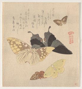 Das Malhandbuch der Schmetterlingsschwarm (Guncho? Gafu) von Kubo Shunman