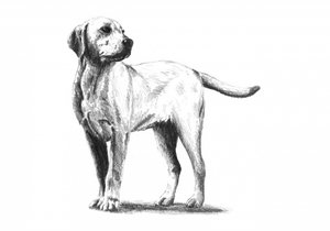 Aufmerksame Hundeskizze