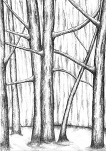Kahle Winterbäume von Kulik