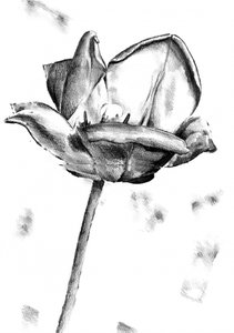 Schwarz-Weiß Tulpenzeichnung