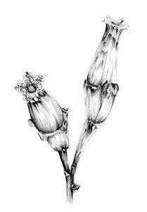 Botanische Blumenstudie