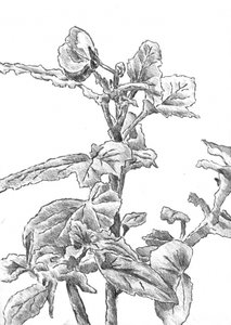 Botanische Wachstumsskizze