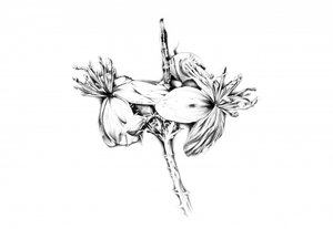 Zarte botanische Studie