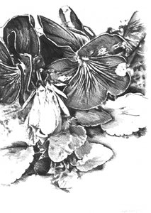 Zarte Stiefmütterchenblüten