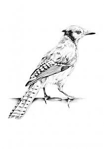 Elegante Blauhäher Skizze