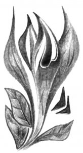 Elegante botanische Skizze
