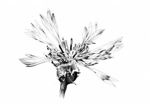 Elegante Blumenskizze von Kulik