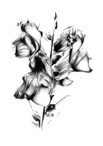 Elegante Verwelkte Blüte