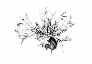 Monochrome Kornblumenstudie von Kulik
