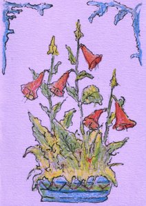 Topf Glockenblumen