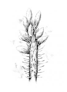 Stachelige botanische Zeichnung von Kulik