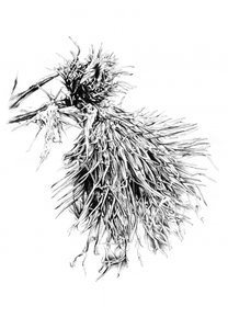 Stachelige Disteltextur von Kulik