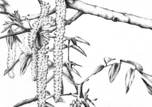 Frühlingskätzchen (Detail)