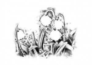 Frühlings-Schneeglöckchen-Skizze