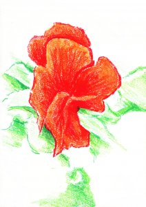 Lebendige rote Blüte