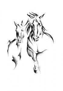 Wildpferd-Duo