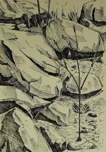 Junger Baum Zwischen Felsen