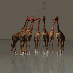 Giraffen in Eintracht von Kurt Heppke