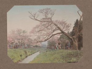 Menschen und Kirschblüten an beiden Seiten eines Baches in Koganei, Tokio, Japan