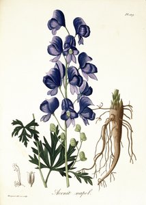 Aconitum Napellus aus 