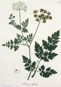 Aethusa Cynapium aus 
