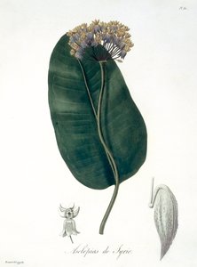 Asclepias Syriaca aus 