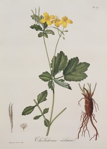 Celidonium Majus aus Phytographie Medicale von Joseph Roques (1772-1850), veröffentlicht 1821 von L.F.J. Hoquart