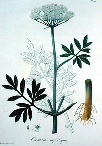 Cicuta Virosa aus 