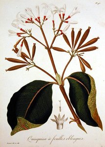 Chinarinde aus 