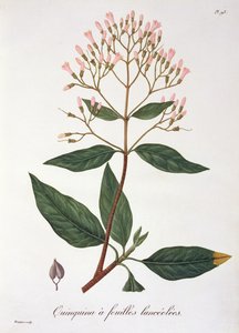 Chinarinde aus 