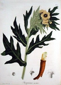 Bilsenkraut aus 