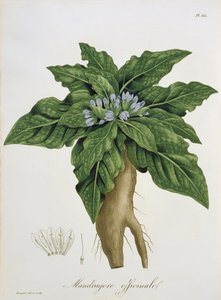 Mandragora Officinarum aus 