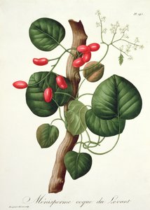 Menispermum aus 