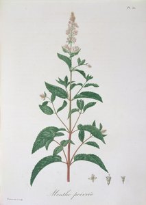 Mentha Piperita aus 