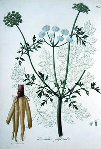 Oeanthe Crocata aus 