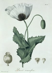 Papaver Somniferum aus 