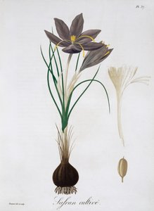 Safrankrokus, 1821