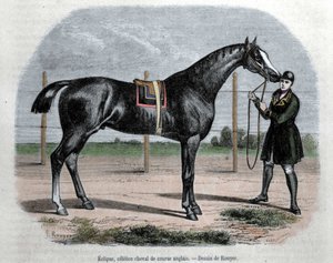 Das englische Rennpferd Eclipse. Illustration von Rouyer.