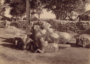 Stiere oder Nadias mit Ziergravuren Seitenansicht, Warangal, Hyderabad, Deccan von Lala Deen Dayal