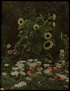 Garten des Hauses Kersbergen, Zeist, mit unter anderem Sonnenblumen von Lambertus Hendrik van Berk